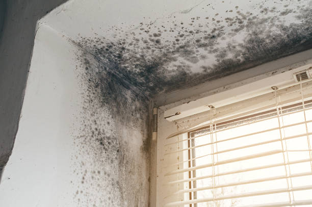 Affordable Mold Cleanup solutions in New Park, PA