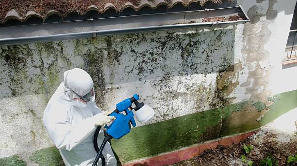 Top rated local Mold Cleanup specialists in New Park, PA